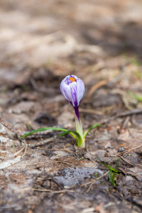 Spring in Peshastin, Washington