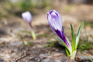 Spring in Peshastin, Washington