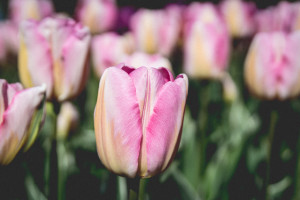 Skagit Valley Tulip Festival, Mount Vernon, Washington