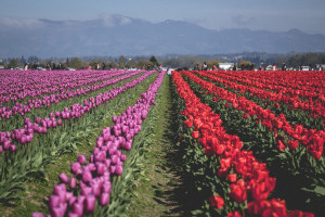 Skagit Valley Tulip Festival, Mount Vernon, Washington