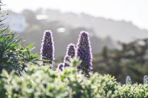 Nature in San Francisco at Lands End and China Beach