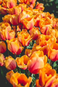 Skagit Valley Tulip Festival, Mount Vernon, Washington