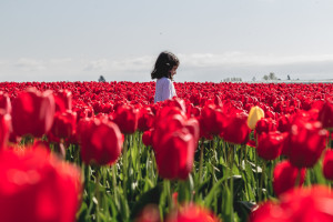 Skagit Valley Tulip Festival, Mount Vernon, Washington