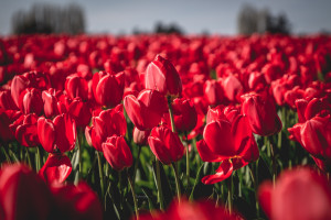 Skagit Valley Tulip Festival, Mount Vernon, Washington