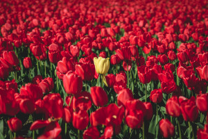 Skagit Valley Tulip Festival, Mount Vernon, Washington