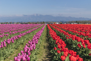 Skagit Valley Tulip Festival, Mount Vernon, Washington