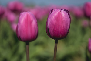 Skagit Valley Tulip Festival, Mount Vernon, Washington