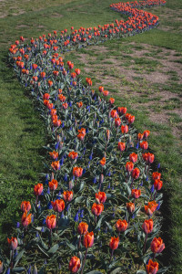 Skagit Valley Tulip Festival, Mount Vernon, Washington