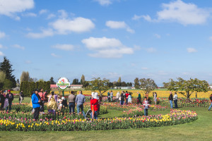 Skagit Valley Tulip Festival, Mount Vernon, Washington