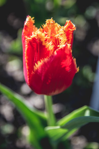 Skagit Valley Tulip Festival, Mount Vernon, Washington