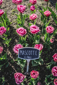 Skagit Valley Tulip Festival, Mount Vernon, Washington