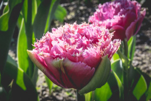 Skagit Valley Tulip Festival, Mount Vernon, Washington