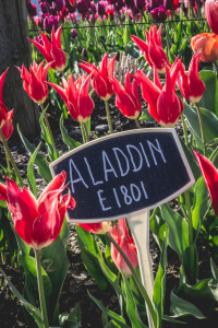 Skagit Valley Tulip Festival, Mount Vernon, Washington