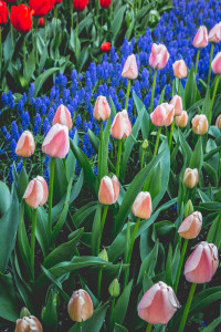 Skagit Valley Tulip Festival, Mount Vernon, Washington