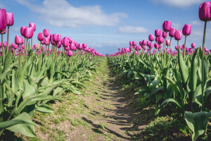 Skagit Valley Tulip Festival, Mount Vernon, Washington