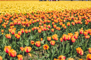 Skagit Valley Tulip Festival, Mount Vernon, Washington