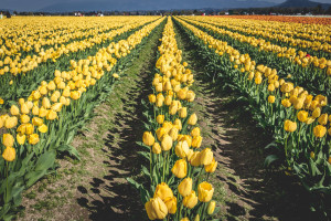 Skagit Valley Tulip Festival, Mount Vernon, Washington