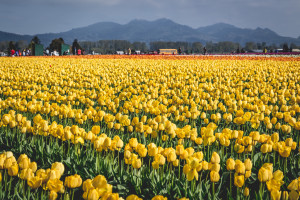 Skagit Valley Tulip Festival, Mount Vernon, Washington