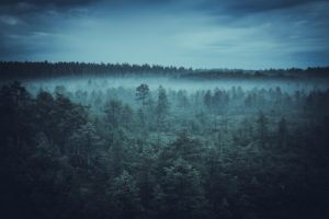 Viru Bog, Estonia