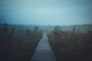 Viru Bog, Estonia