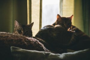 Cats on a couch