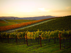 Trinchero Napa Valley, a family-owned winery