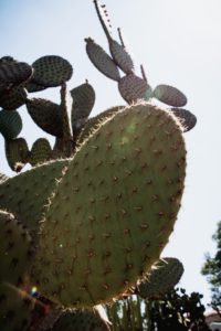 Jardin Etnobotanico, Oaxaca, Mexico