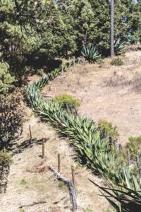 Los Pueblos Mancomunados: Hiking in Mexico