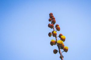 Los Pueblos Mancomunados: Hiking in Mexico