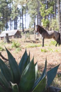 Los Pueblos Mancomunados: Hiking in Mexico