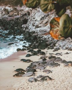 Offbeat Maui Experiences: Sea Turtles at Ho'okipa Beach Park