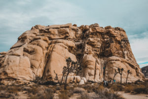 Rock climbing in Joshua Tree National Park with The Mountain Bureau LLC