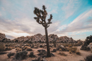 A yoga retreat in Joshua Tree National Park