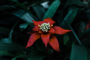 Volunteer Park Conservatory, Seattle, Washington