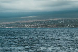 Whale Watching on the Pride of Maui