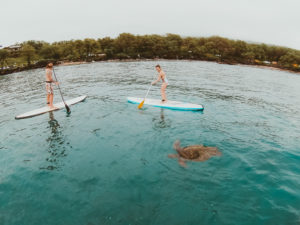 Paddling with green sea turtles in Maui on a stand up paddle board lesson with Maui SUP