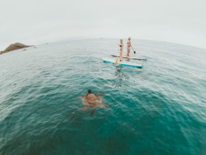 Paddling with green sea turtles in Maui on a stand up paddle board lesson with Maui SUP