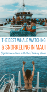 Maui Whale Watching Tour with Pride of Maui: Experience whale watching, snorkel at Maui's best snorkel spots, and enjoy a BBQ lunch and open bar while enjoying views of Maui from the water. #maui #hawaii #whalewatching