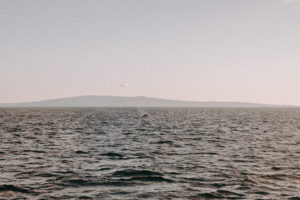 Whale sighting on the Pride of Maui sunset cruise